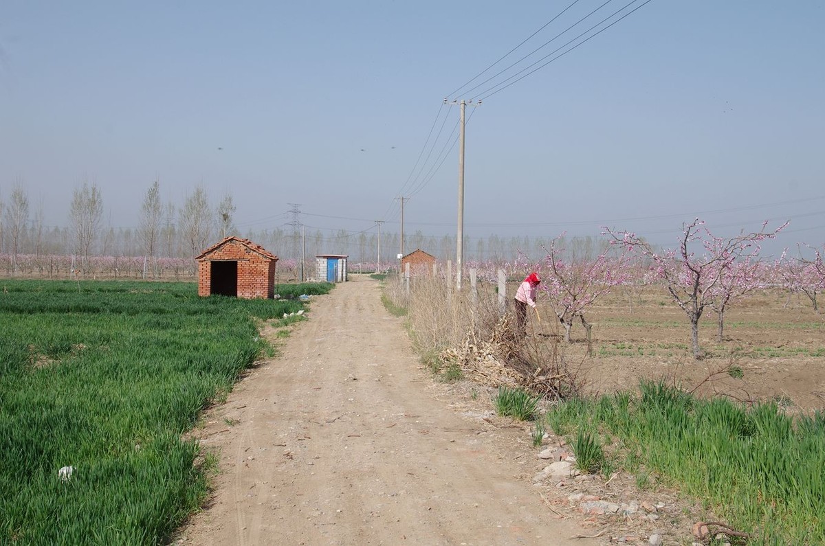 在那桃花盛开的地方