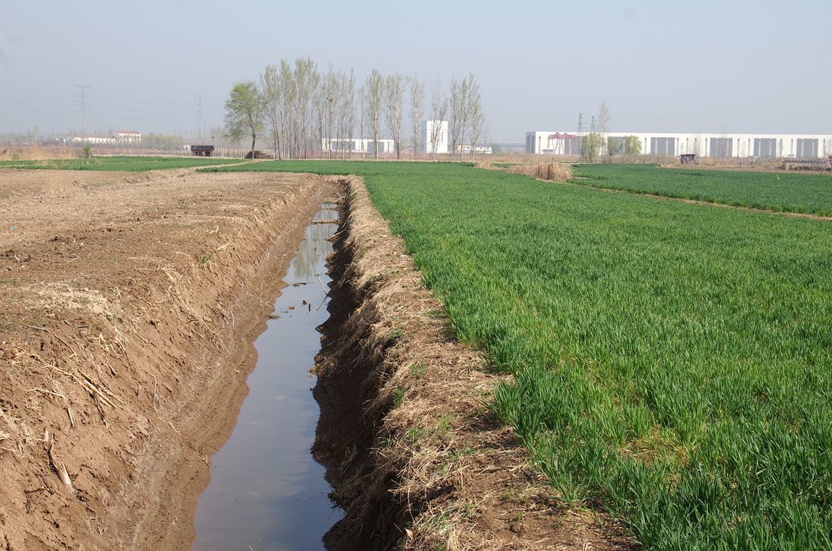 在那桃花盛开的地方