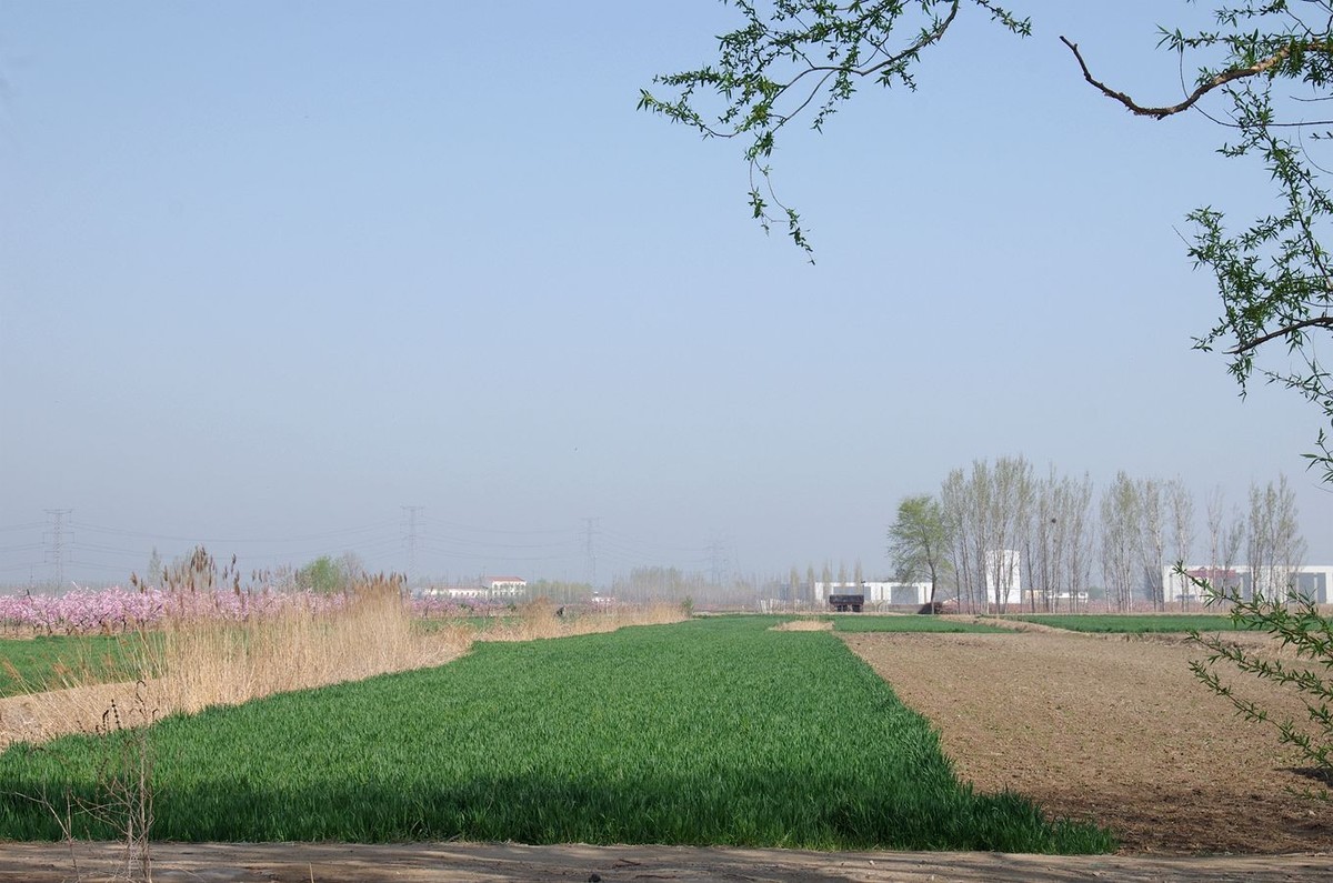 在那桃花盛开的地方