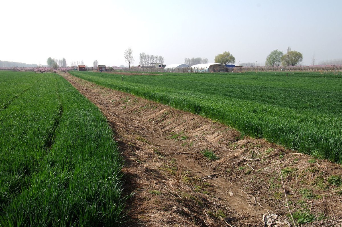 在那桃花盛开的地方