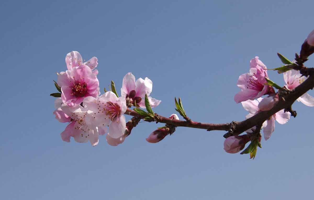 在那桃花盛开的地方