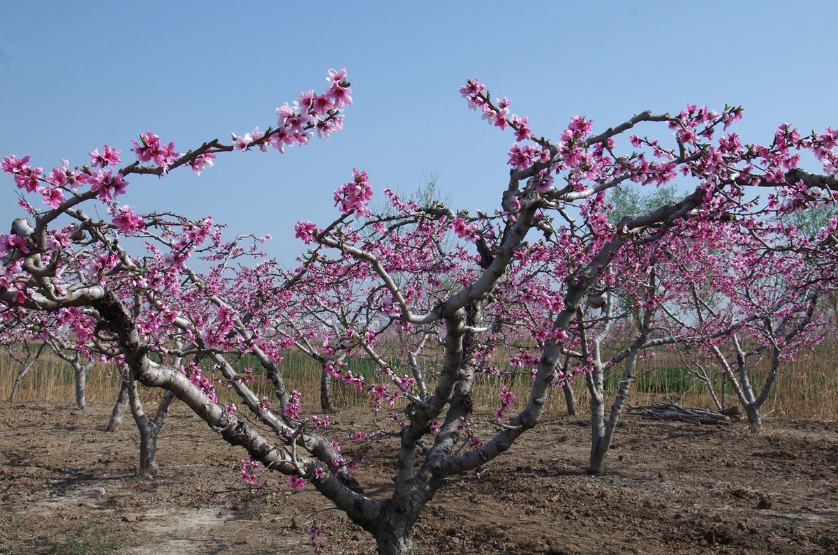 在那桃花盛开的地方