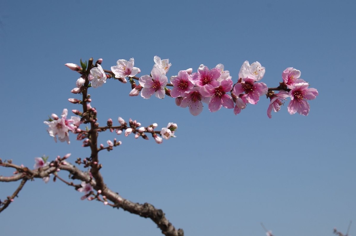 在那桃花盛开的地方