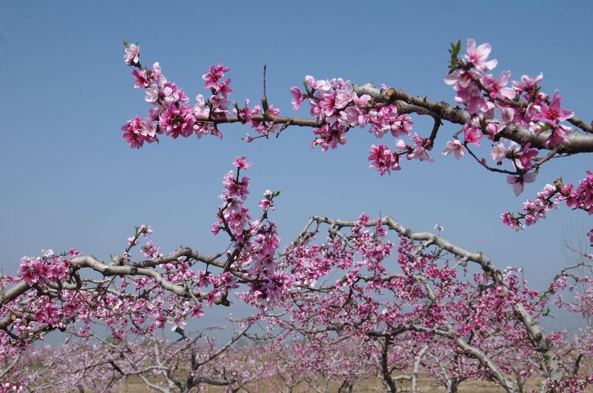 在那桃花盛开的地方