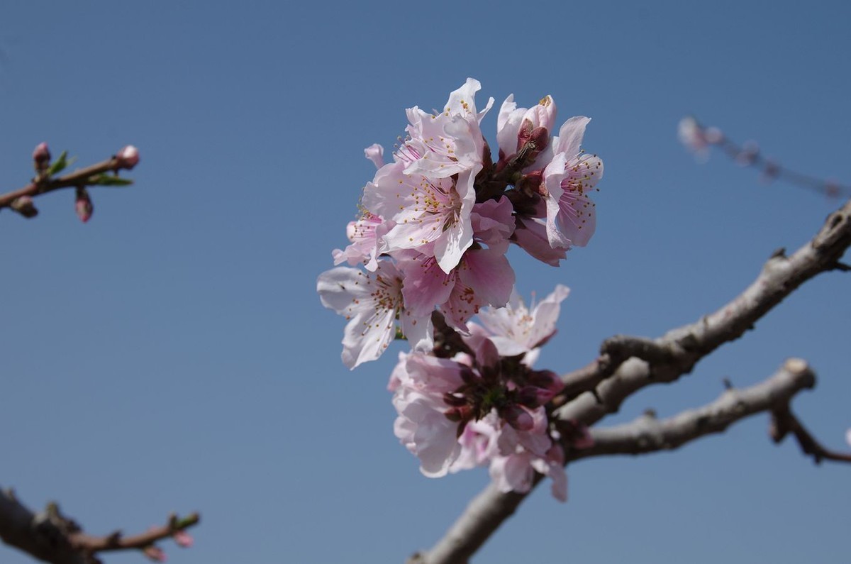 在那桃花盛开的地方