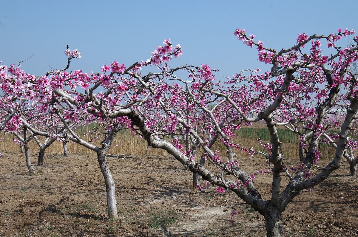 在那桃花盛开的地方