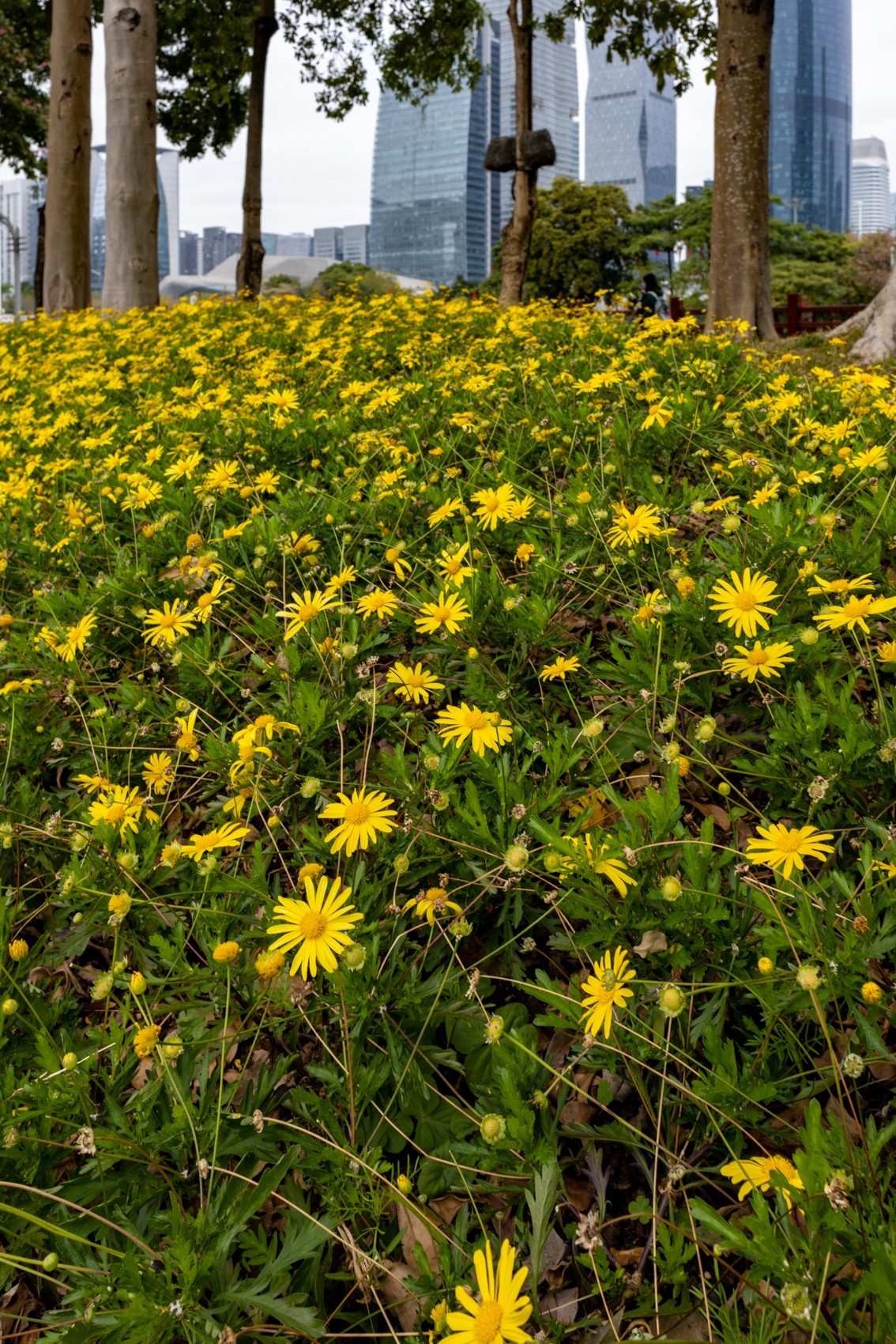 花城广场（6）完