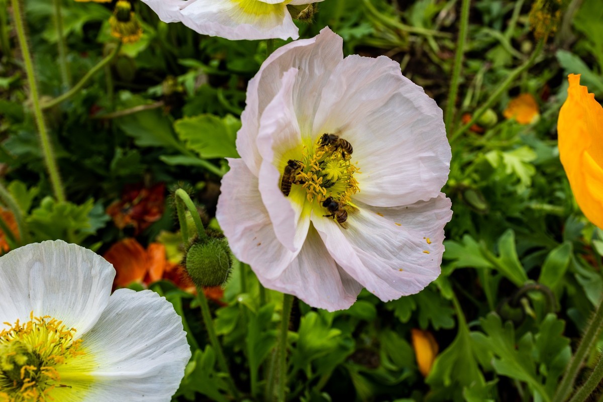 花城广场（6）完