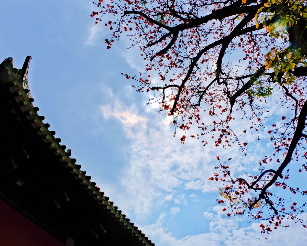 农讲所木棉花
