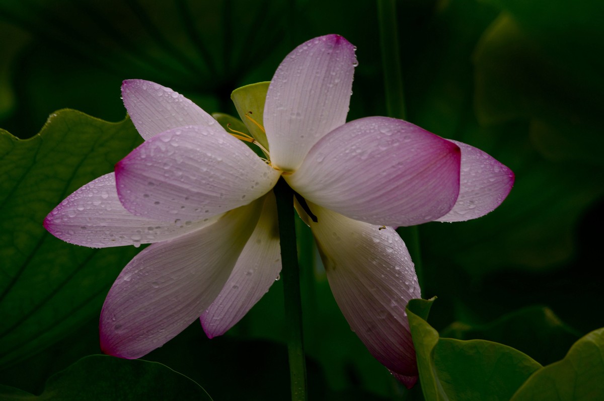 夏日雨荷（三）