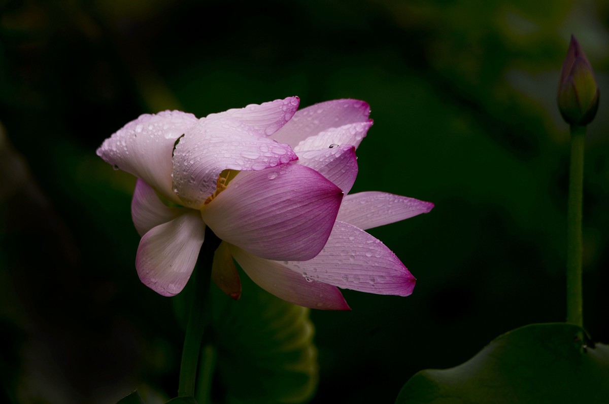 夏日雨荷（三）