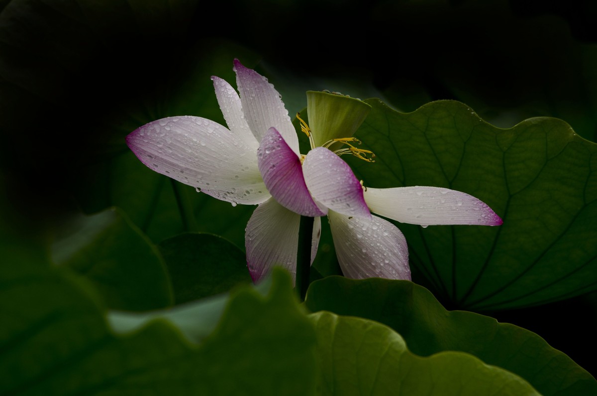 夏日雨荷（三）