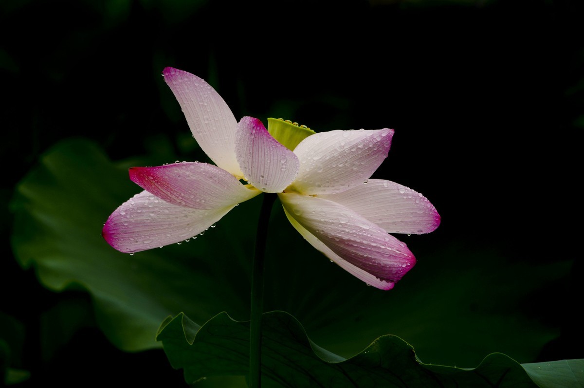 夏日雨荷（三）
