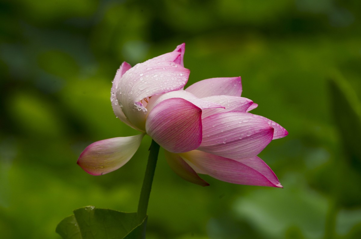 夏日雨荷（三）