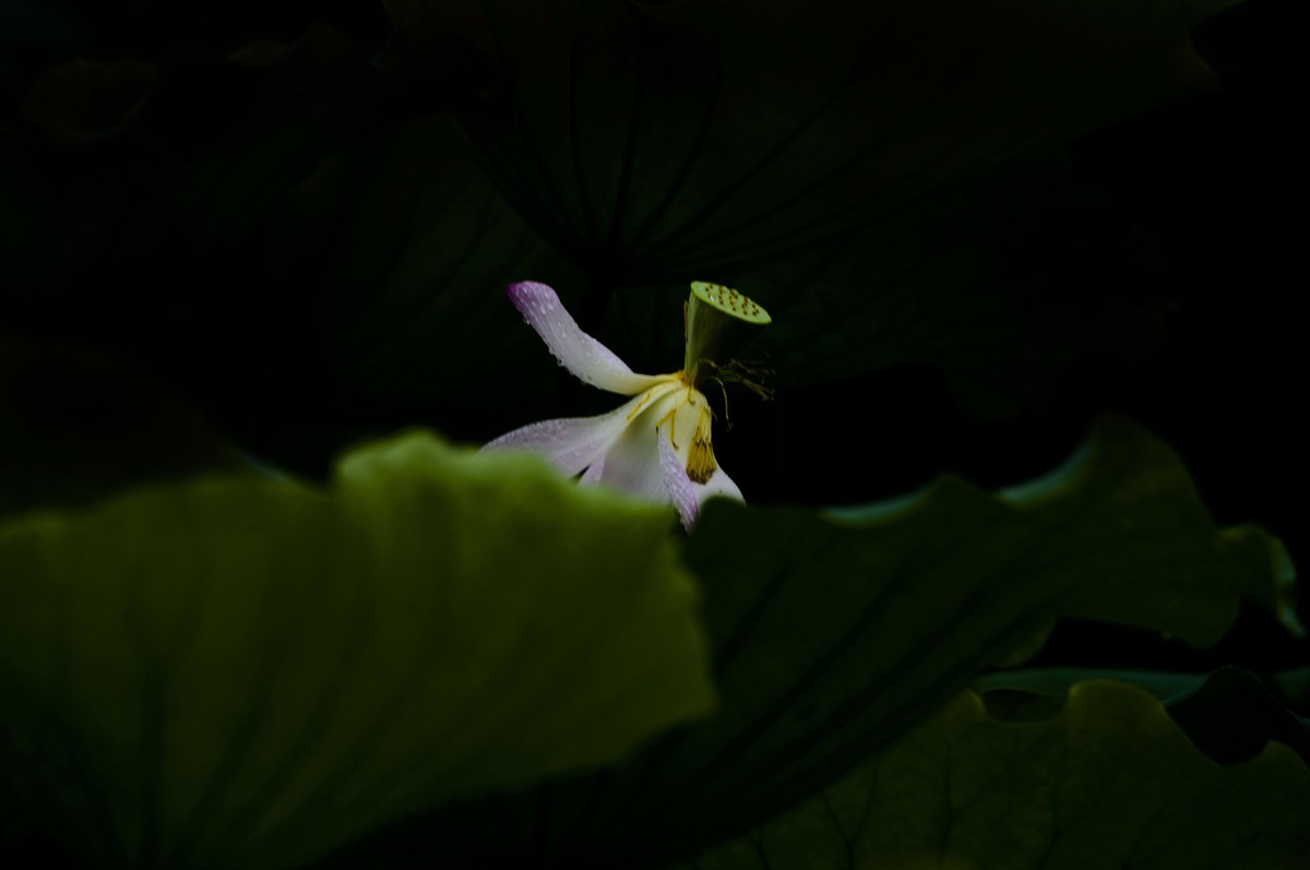 夏日雨荷（三）