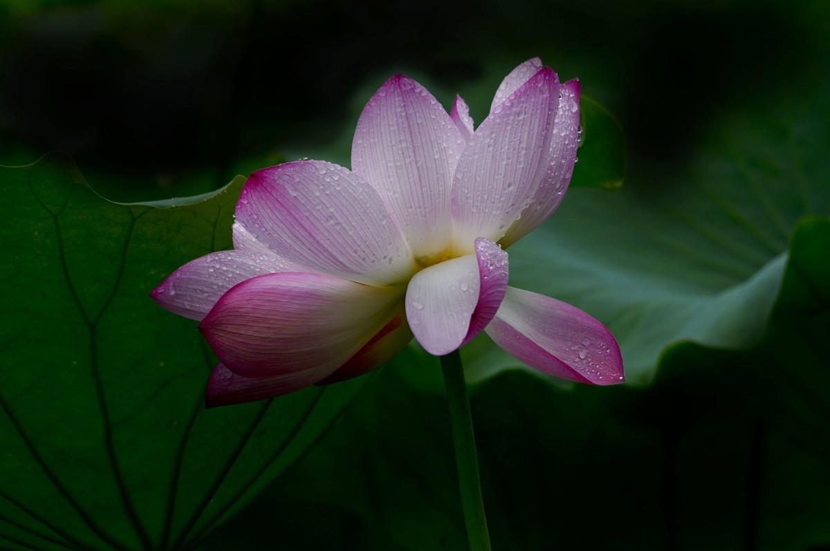 夏日雨荷（三）