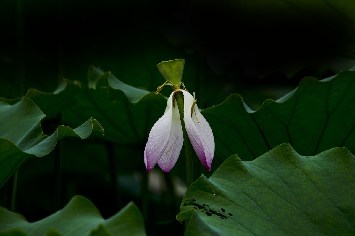 夏日雨荷（三）