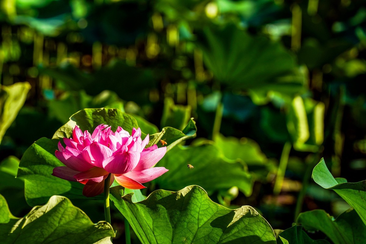又到荷花盛开季