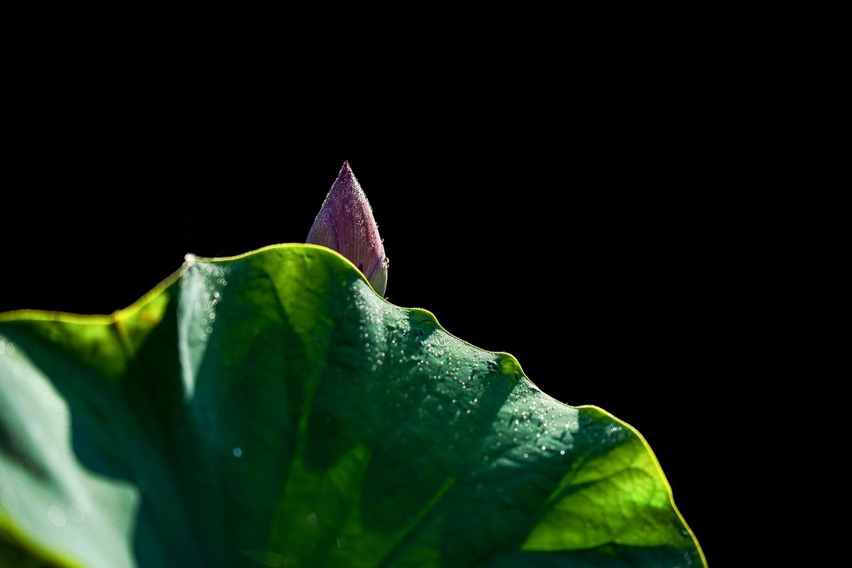 又到荷花盛开季