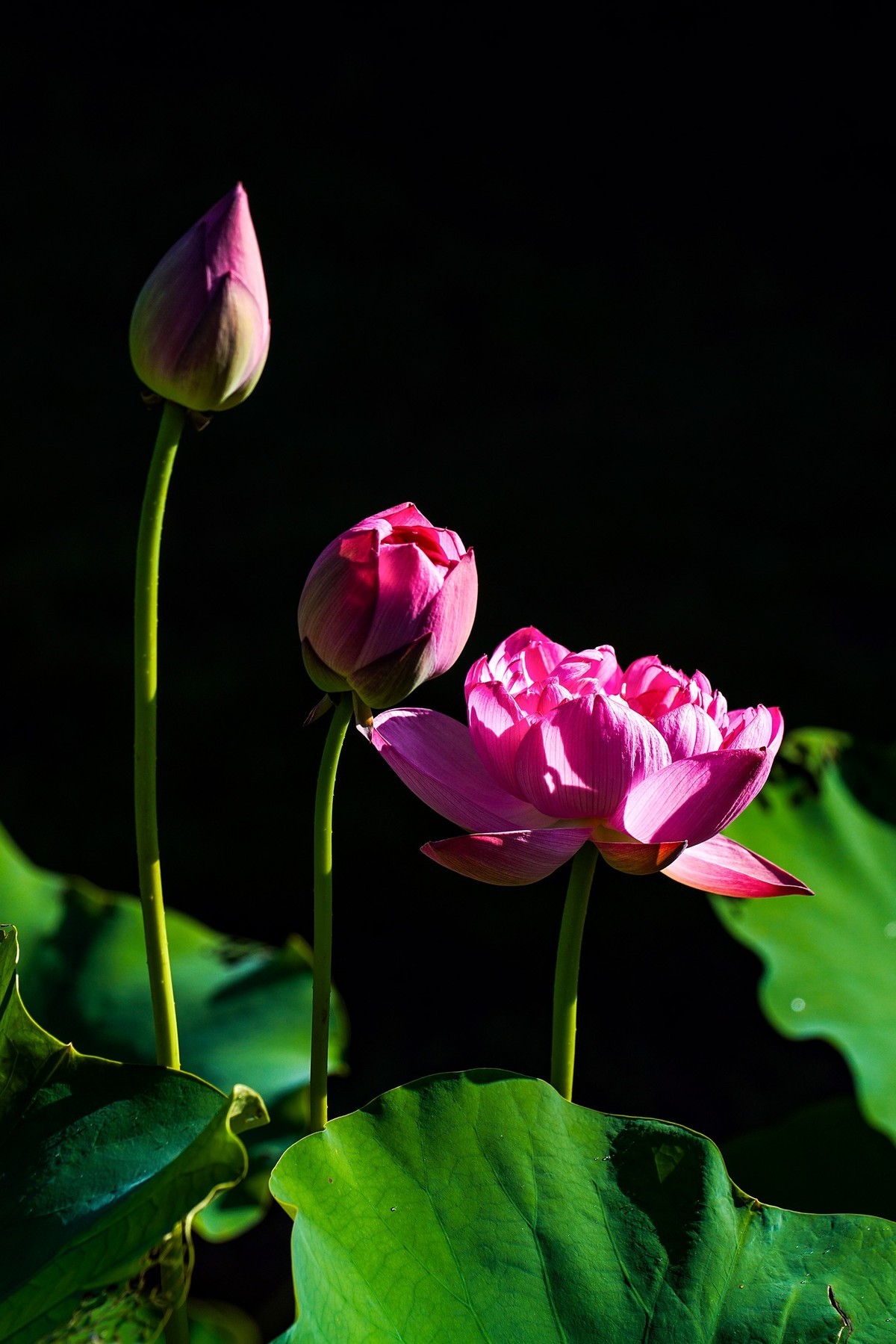又到荷花盛开季