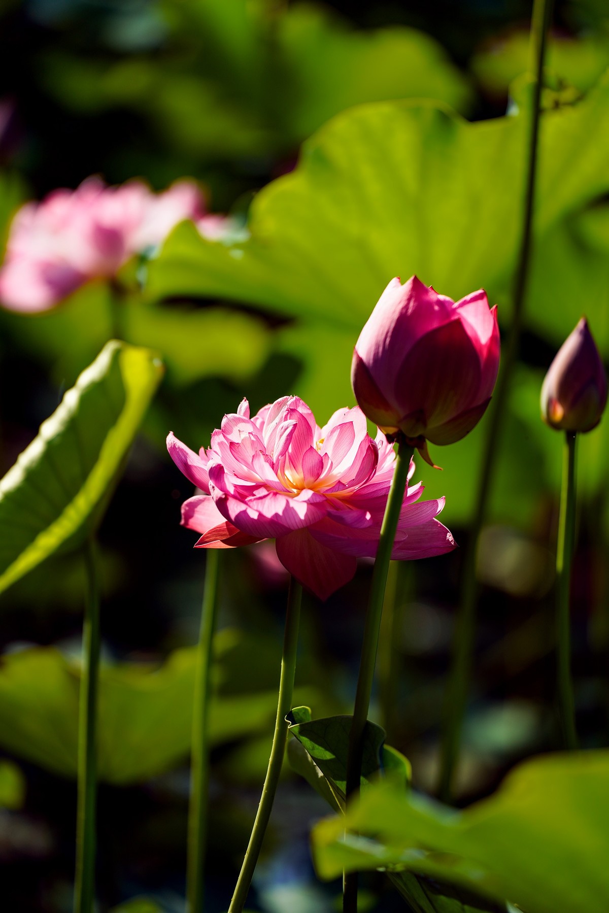 又到荷花盛开季