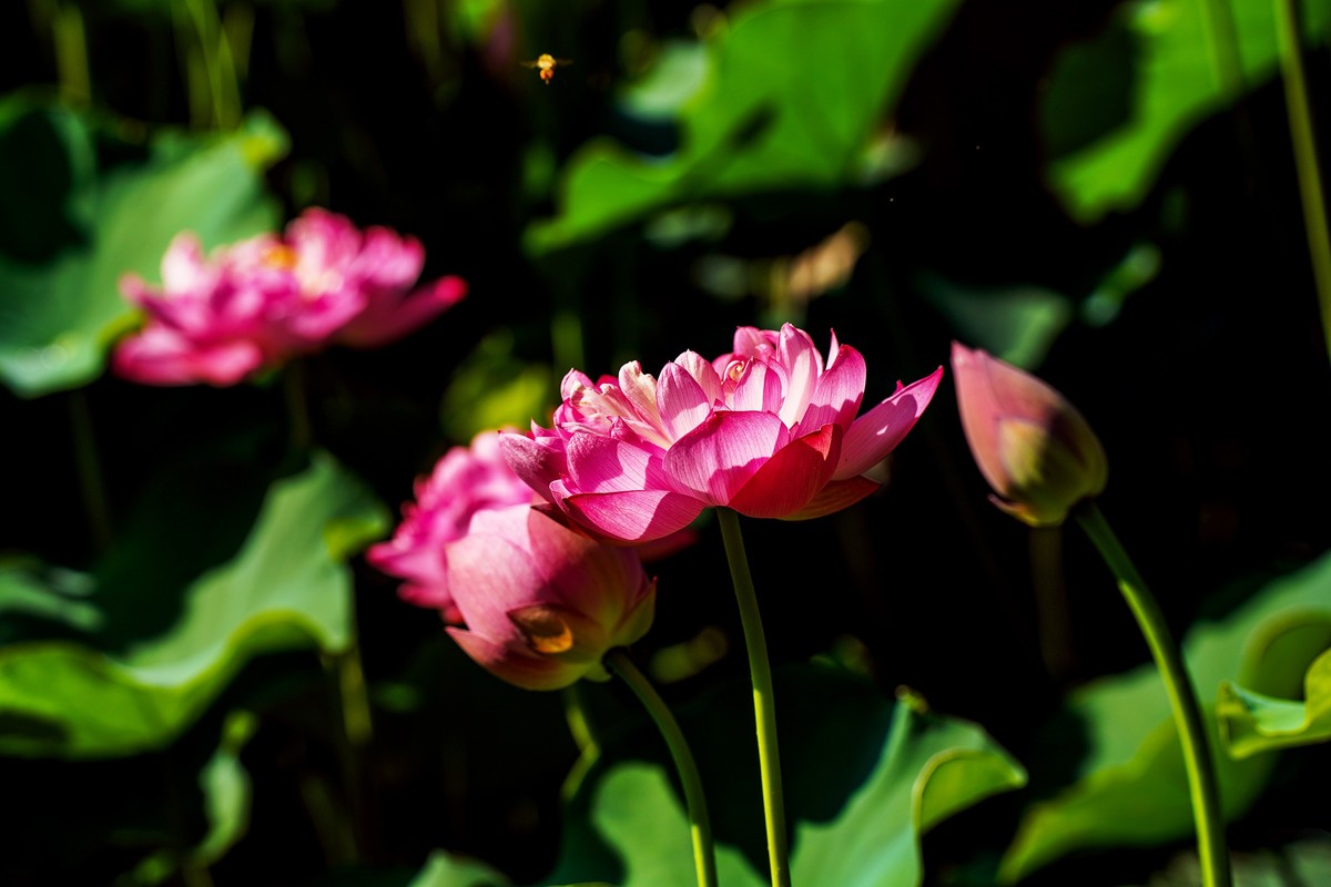 又到荷花盛开季
