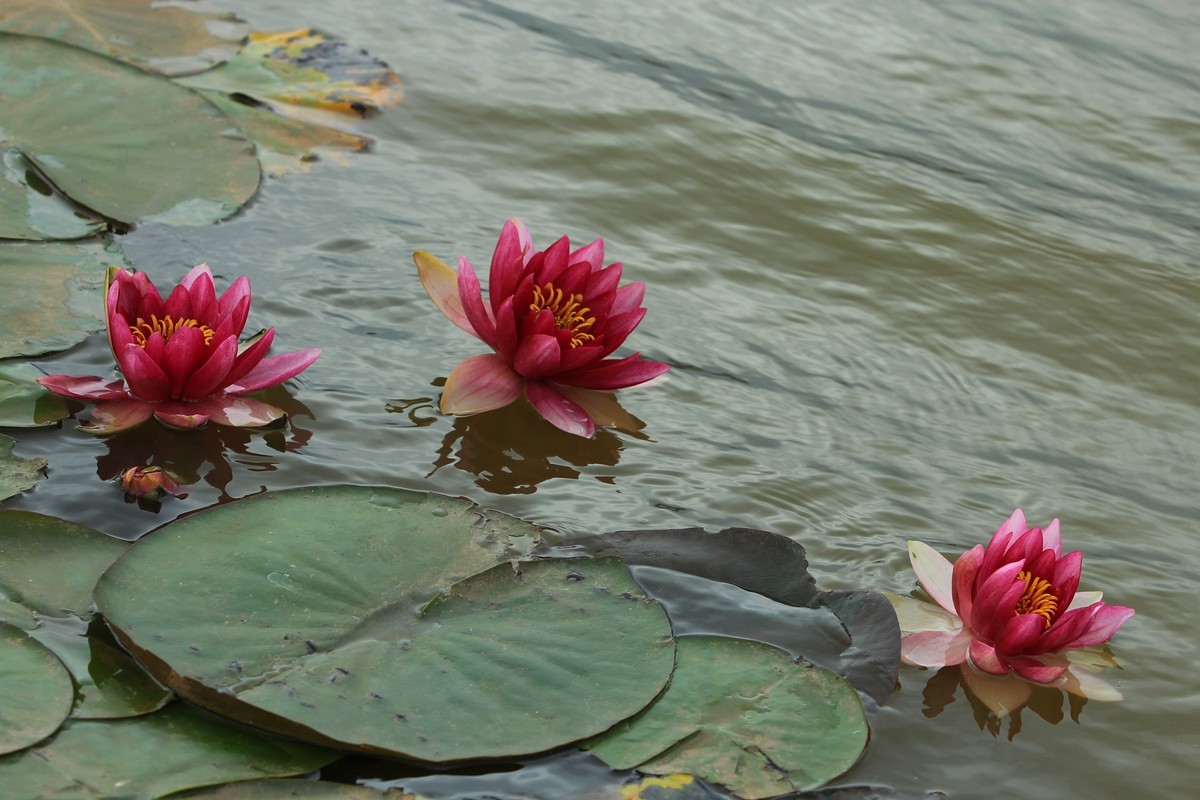 拍摄花卉一（633）