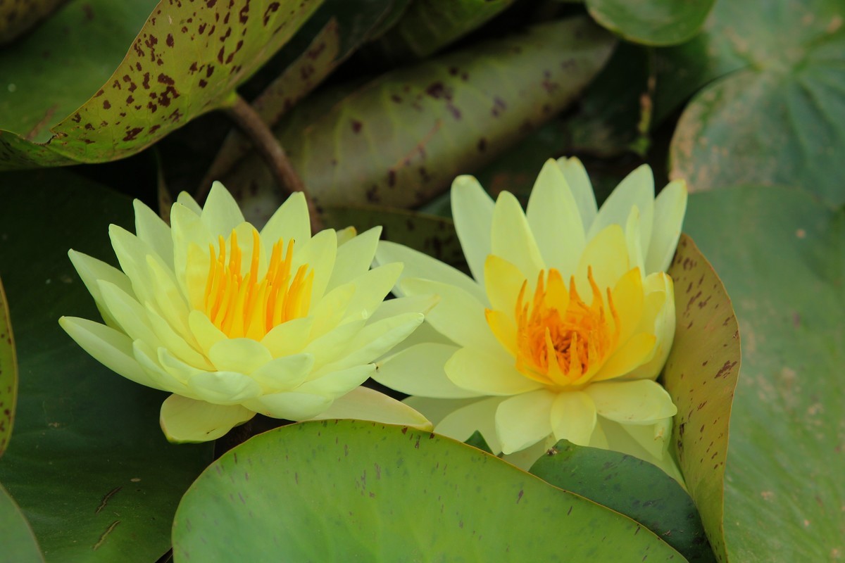 拍摄花卉一（633）