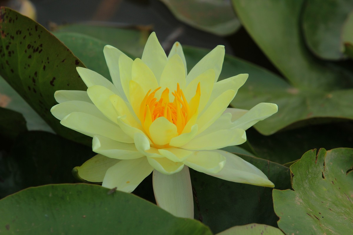 拍摄花卉一（633）