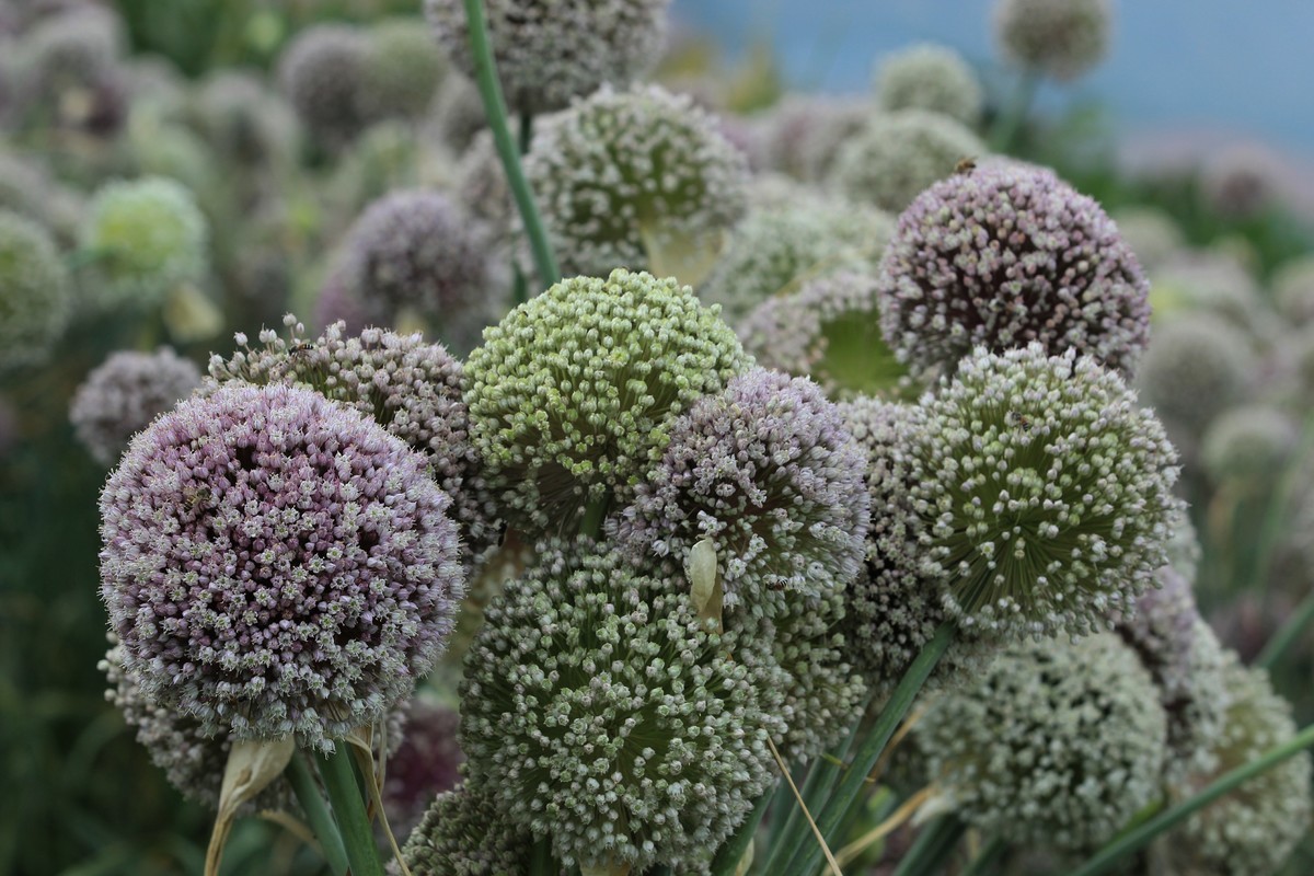 拍摄花卉一（633）