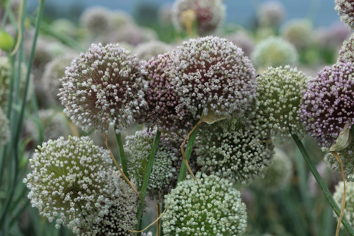 拍摄花卉一（633）