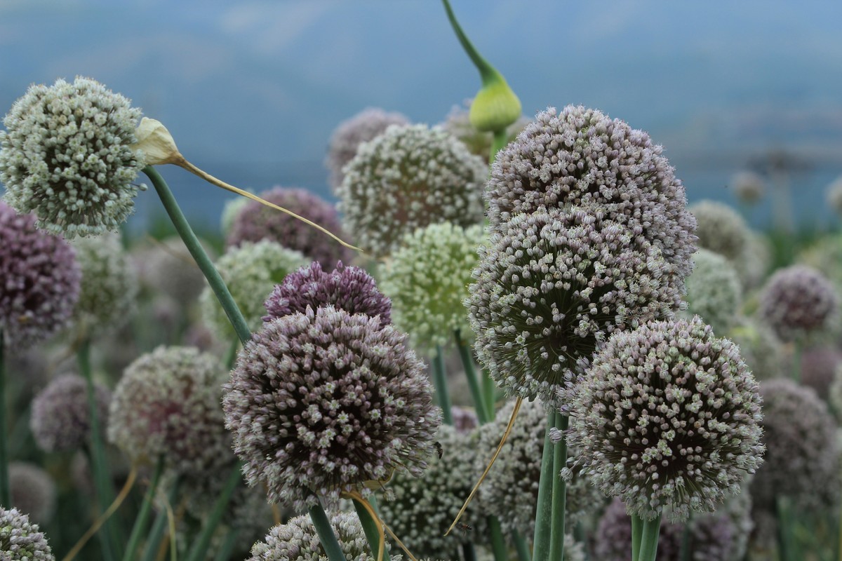 拍摄花卉一（633）