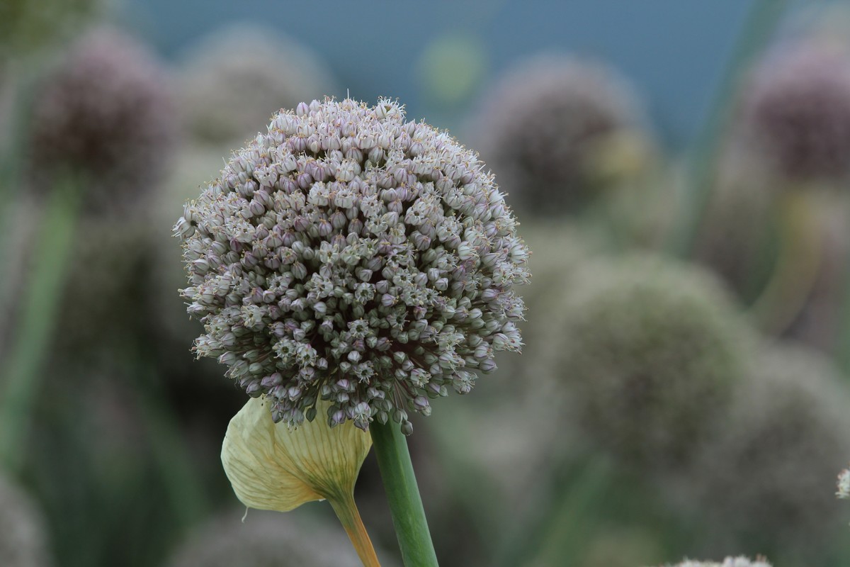 拍摄花卉一（633）