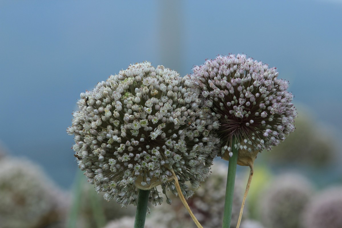 拍摄花卉一（633）