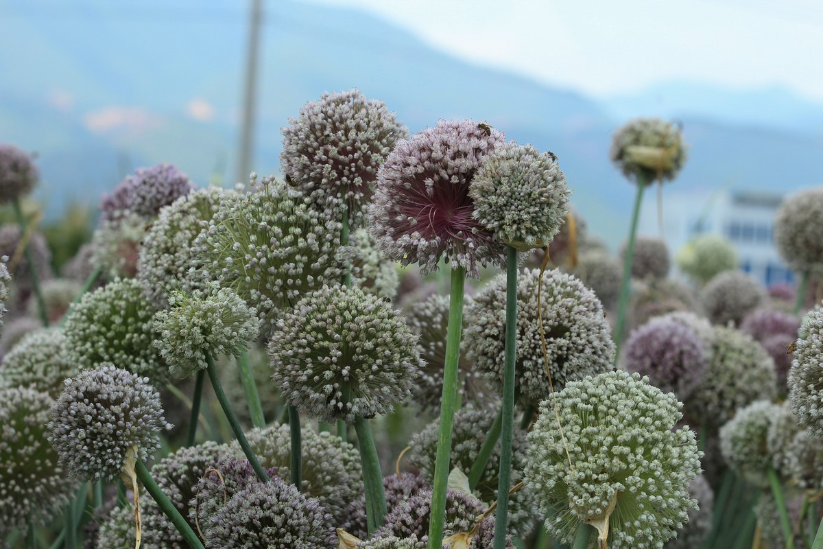 拍摄花卉一（633）