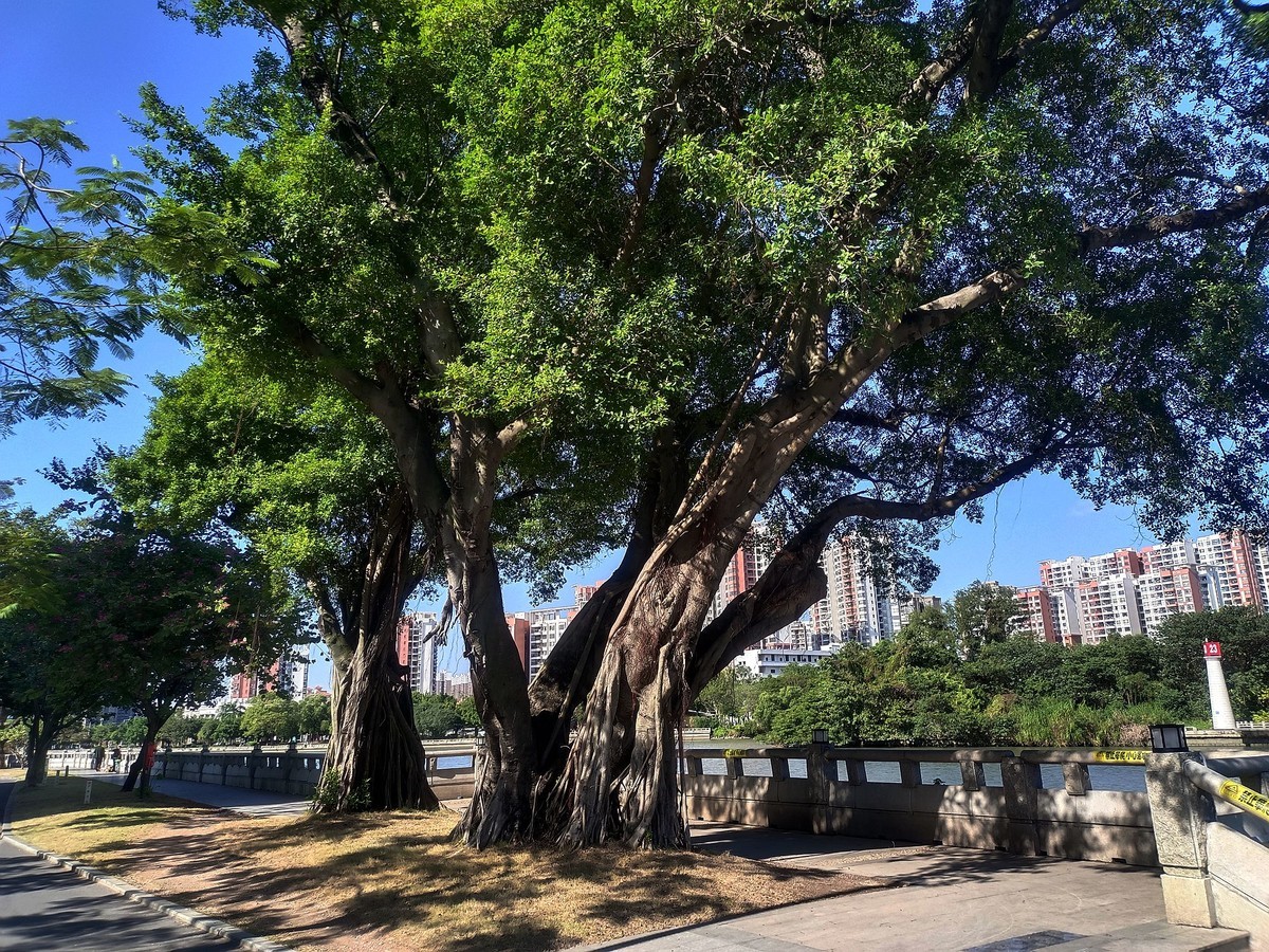 龙舟文化公园（完）