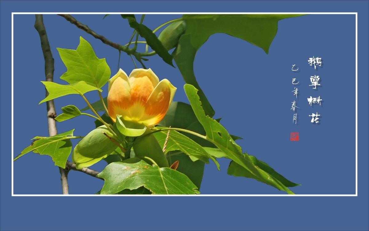 风推金杯现金条，未见洒酒却洒香