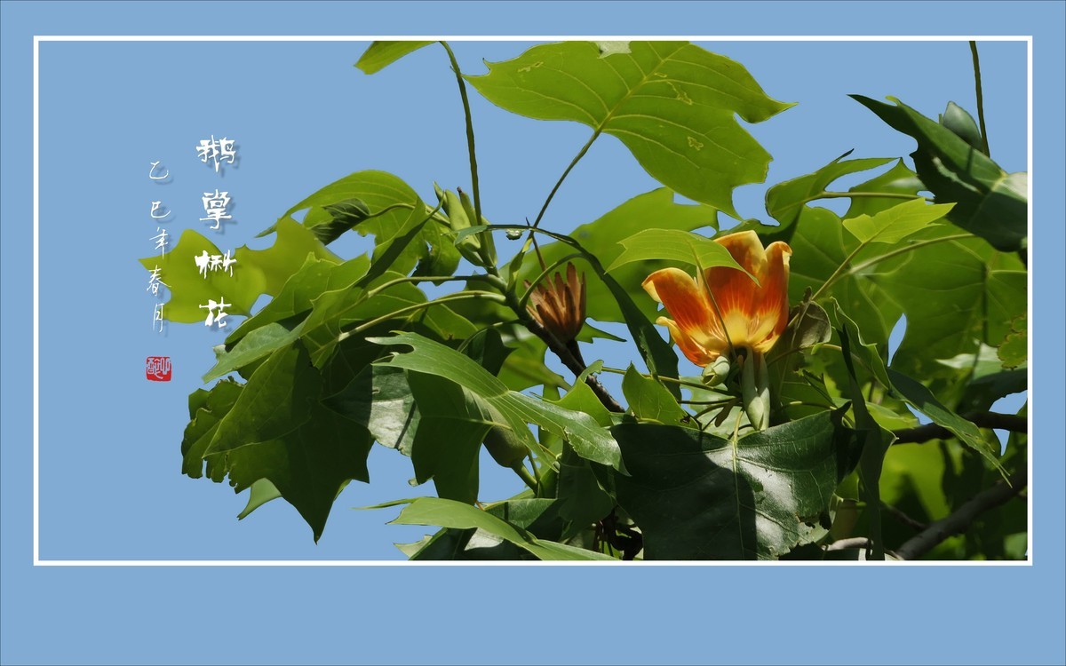 风推金杯现金条，未见洒酒却洒香