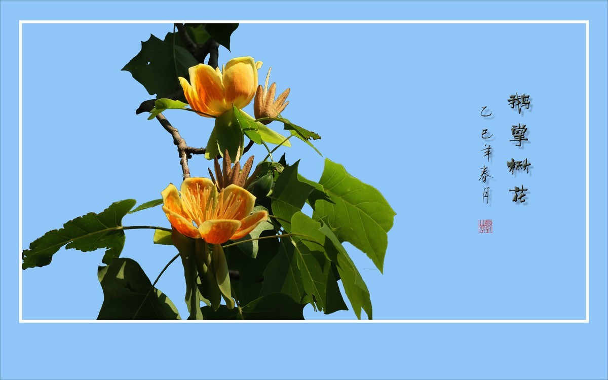 风推金杯现金条，未见洒酒却洒香