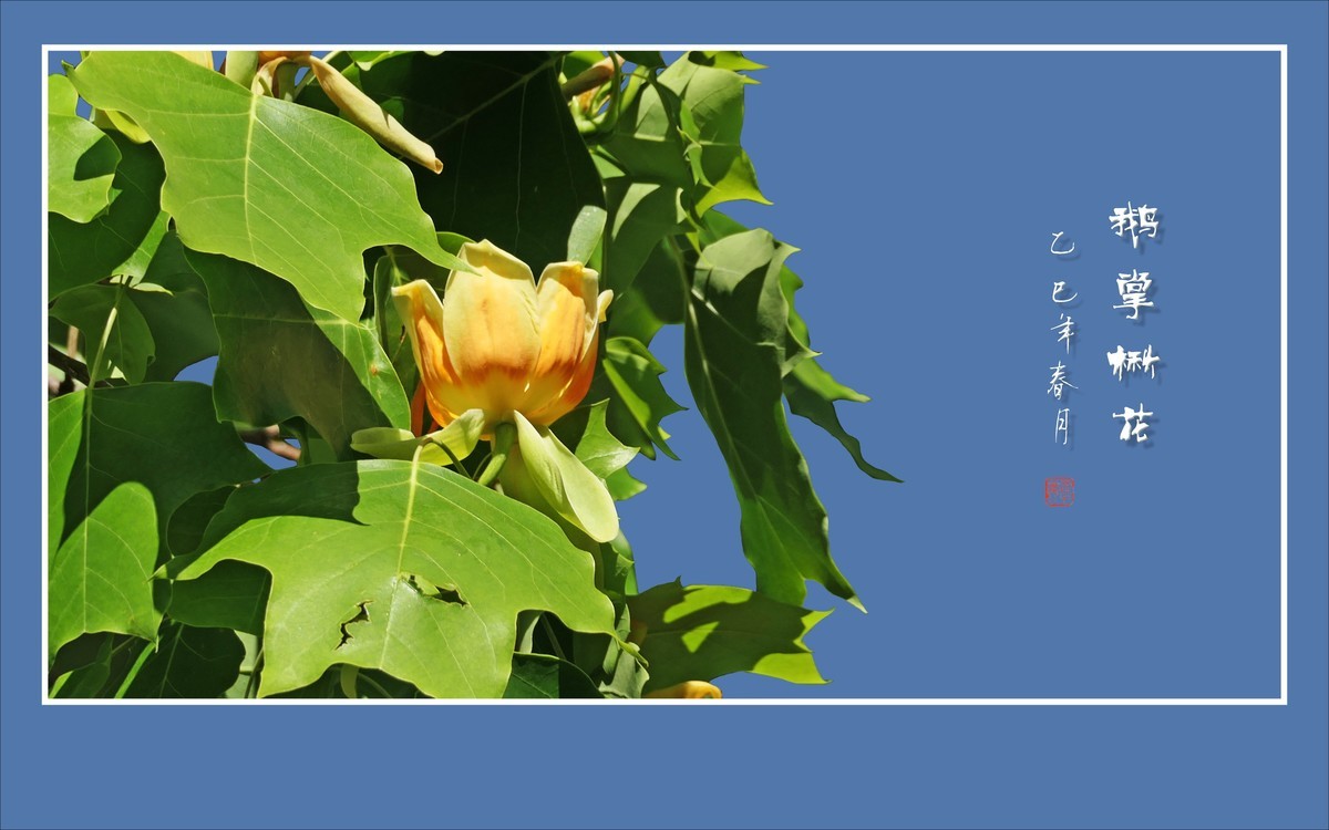 风推金杯现金条，未见洒酒却洒香