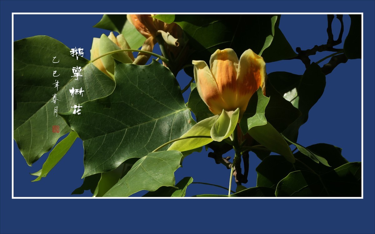 风推金杯现金条，未见洒酒却洒香