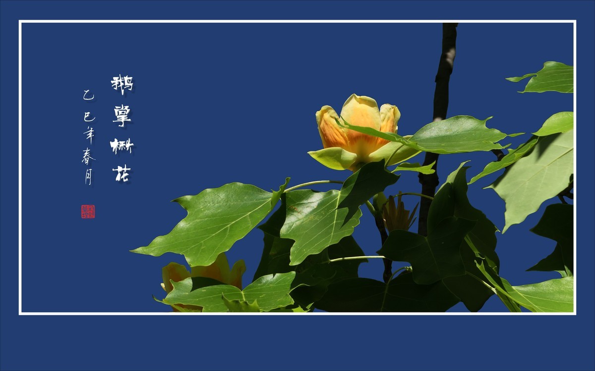 风推金杯现金条，未见洒酒却洒香