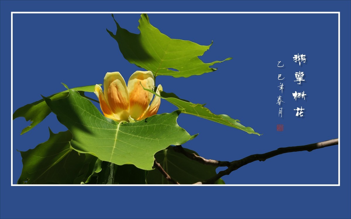 风推金杯现金条，未见洒酒却洒香