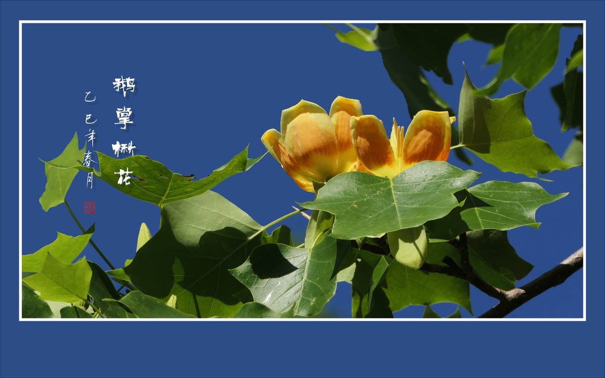 风推金杯现金条，未见洒酒却洒香