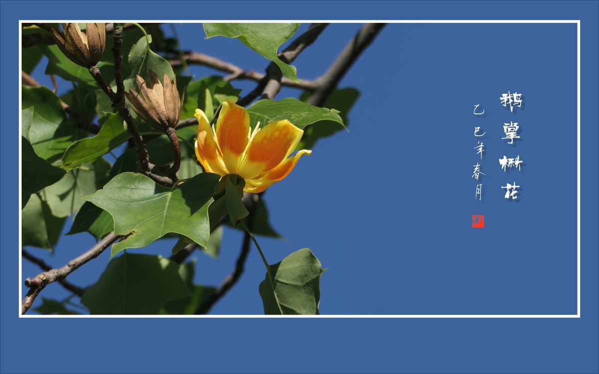 风推金杯现金条，未见洒酒却洒香