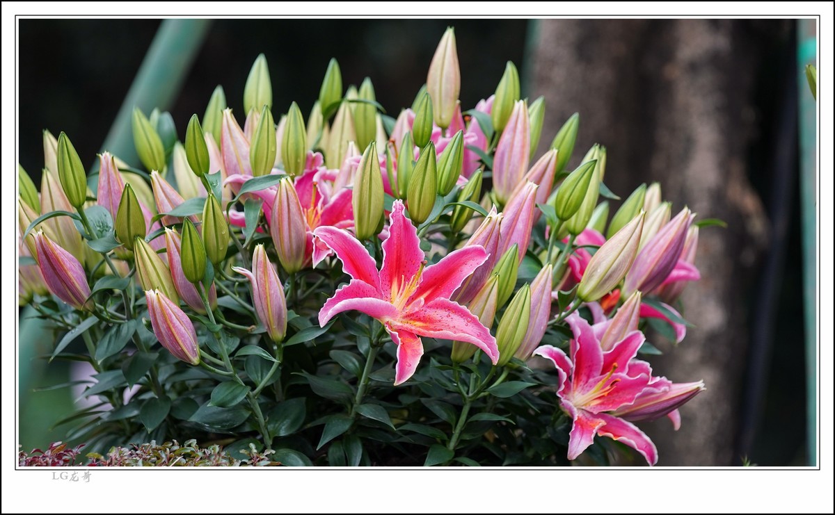 大吉大利 百年好合 春节快乐