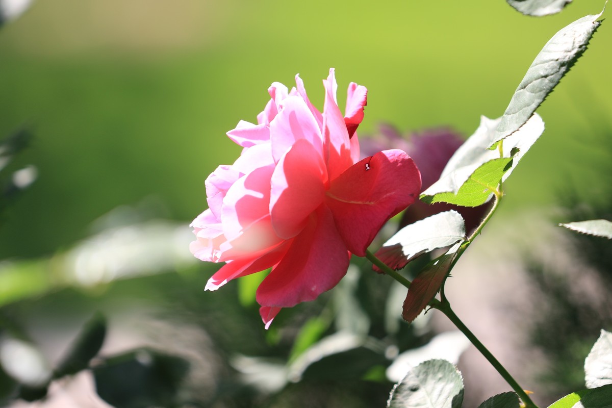 拍拍花这个感觉不错