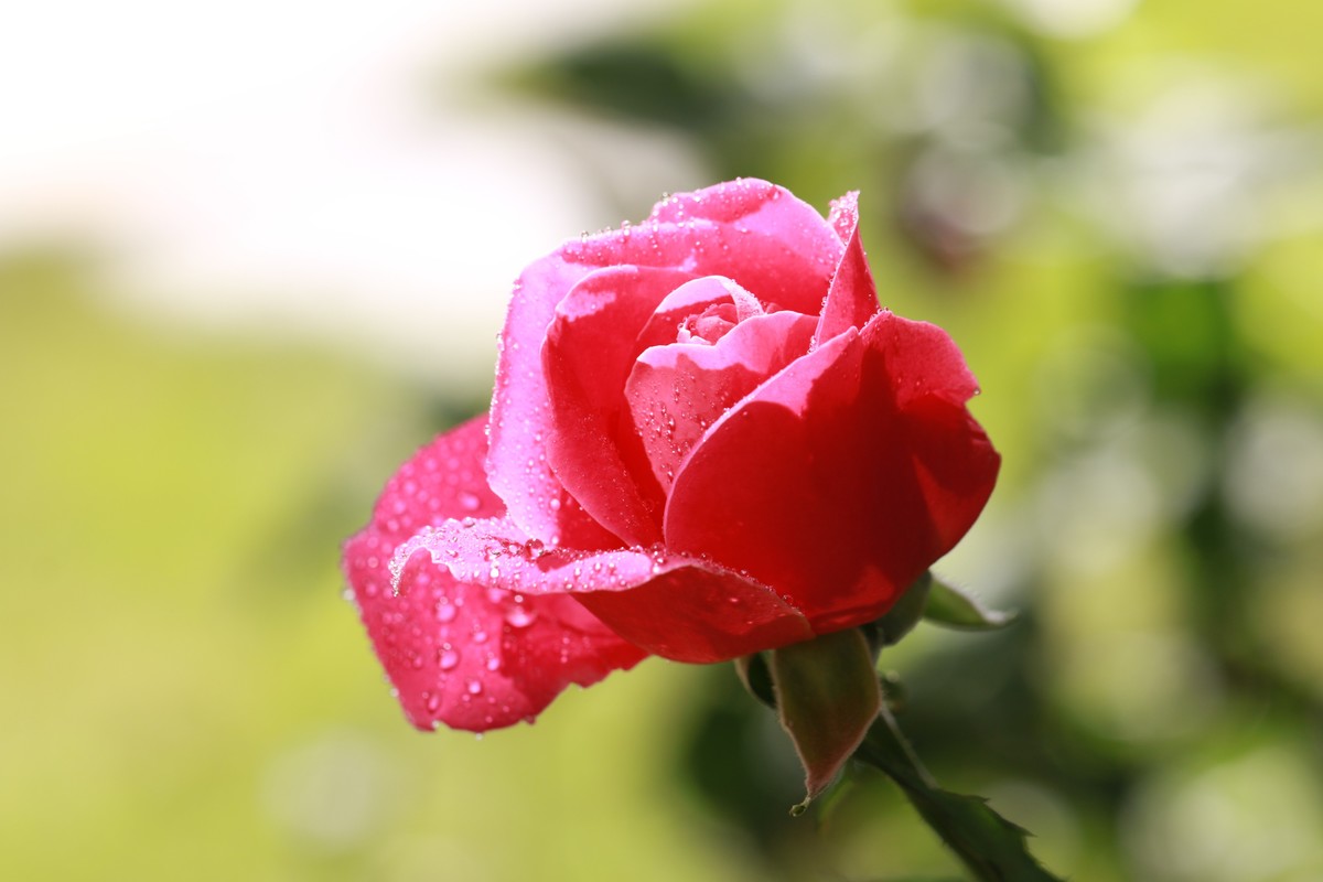 拍拍花这个感觉不错