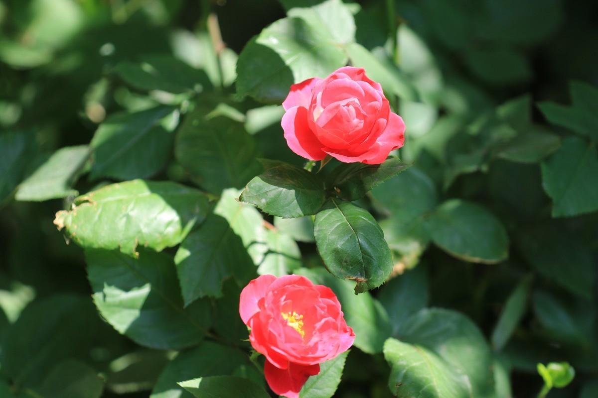 拍拍花这个感觉不错