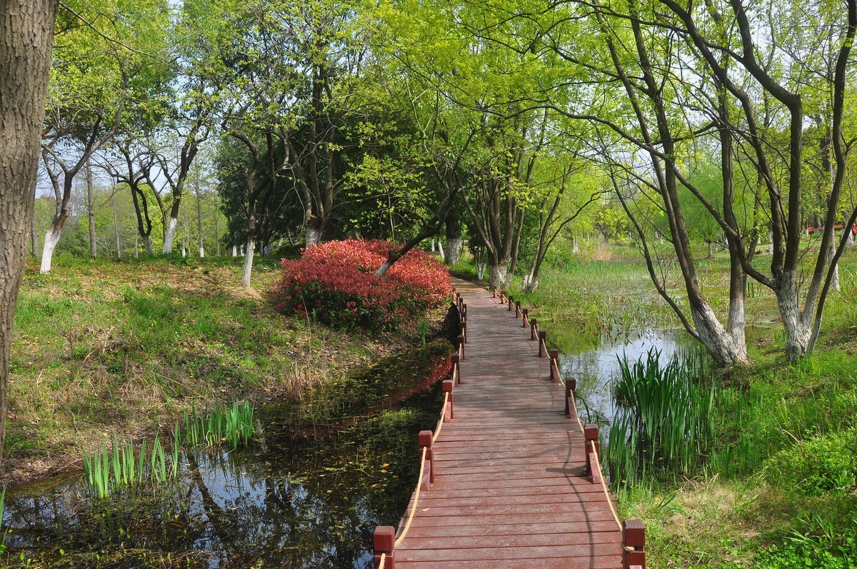 芜湖大阳垾湿地公园图片